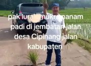 Aksi Tanam Padi Pada Ruas Jalan Kabupaten Diduga Dilakukan Kepala Desa Di Kabupaten Pandeglang
